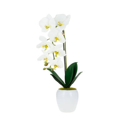 Orquídea Phalaenopsis Blanca 20'