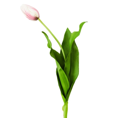 Flor Tulipán Dutch 24.5"