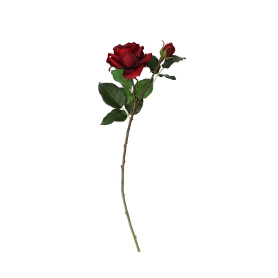 Rosa Roja 20'