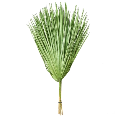 Ramo Chamerops Verde Juego De 10