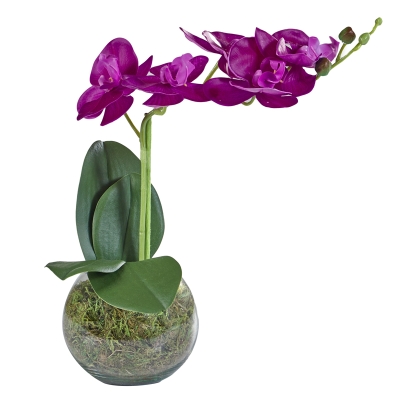Arreglo de Orquideas Violeta Macetero  12"