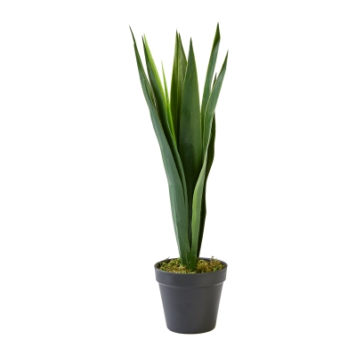 Planta Yucca 18"