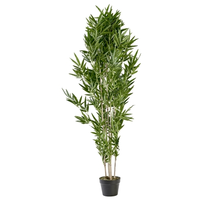 Planta Bambu 61"