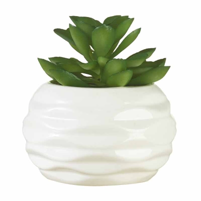 Mini Suculenta Macetero Blanco 4"