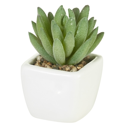 Planta Suculenta Verde Claro 4"