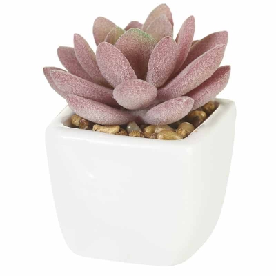 Planta Suculenta Rosada 4"