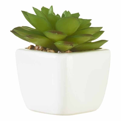 Planta Suculenta Verde 4"