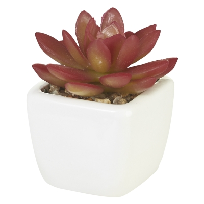 Planta Suculenta Naranja 4"