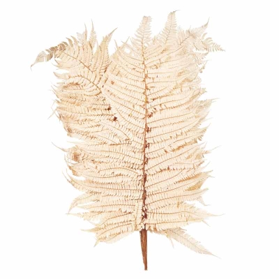 Ramas de Hoja Helecho Natural 16"