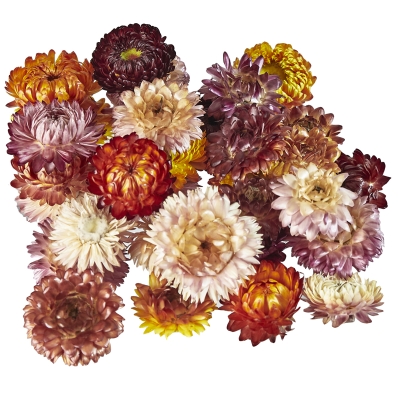 Potpourri Natural 4"