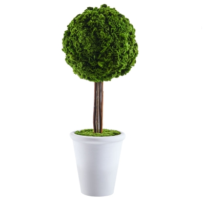 Arbol con Base Hojas Preservadas 17"