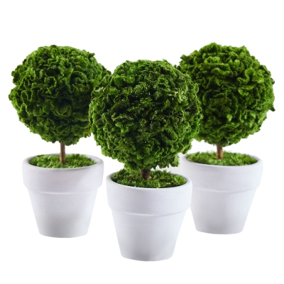 Arbol Macetero Hojas Preservadas 6" 3PZA