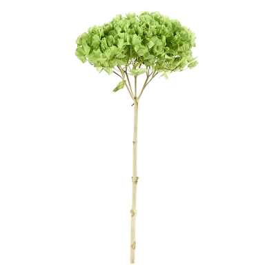 Hortensias Verde 20"