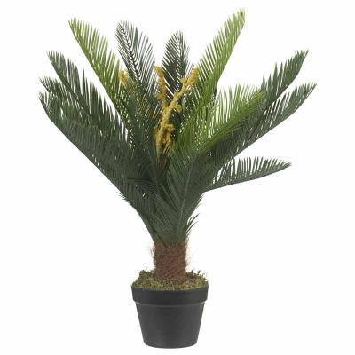 Planta Cycas 30"