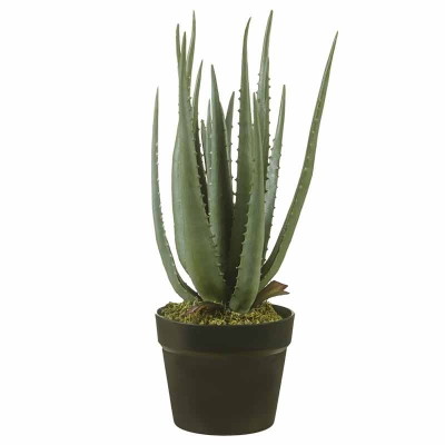 Planta Sabila 20"