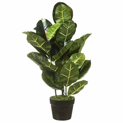 Planta Caucho 28"