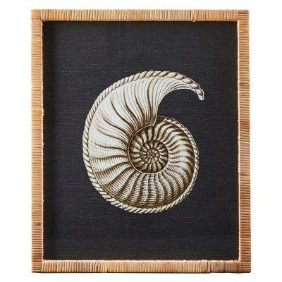 Cuadro Caracol Negro A 20" x 24"