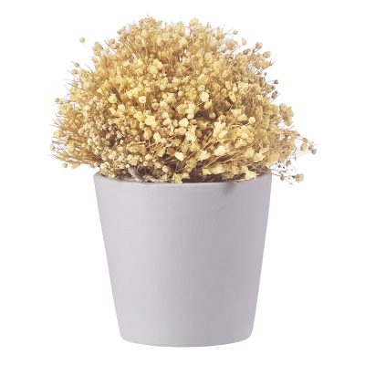 Planta con Macetero Preservado Amarillo 30gr