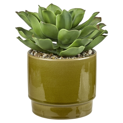 Planta Suculenta con Macetero Verde 8"