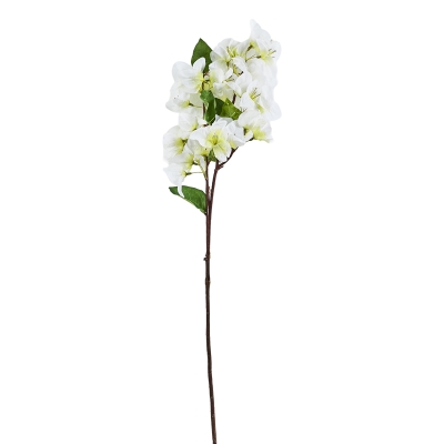 Flor Buganvilla Blanca