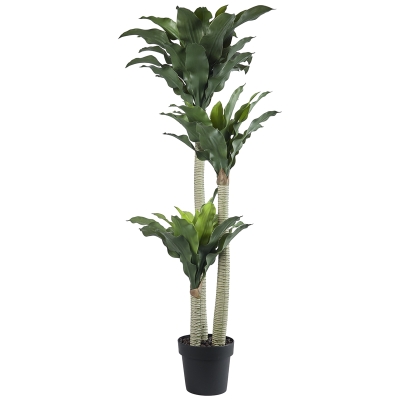 Planta Palo de Brasil 51"