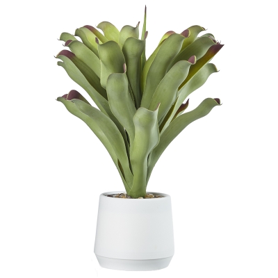Planta Ornithogalum con Macetero Blanco 20"