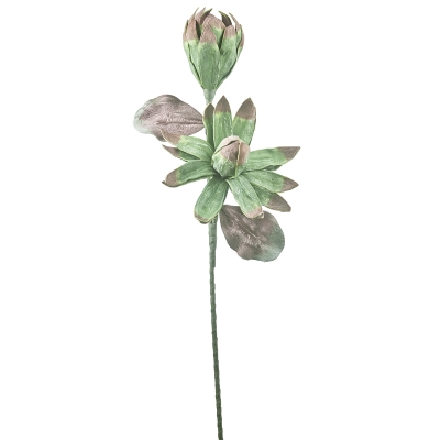 Rama Protea Cynaroides 35x8"